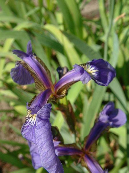 iris_setosa.jpg