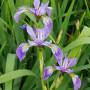 iris_versicolor.jpg